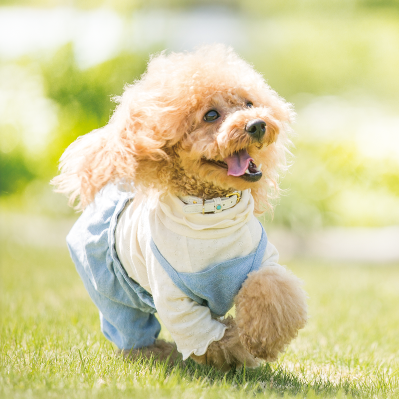 開発のきっかけ